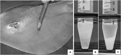 Survey of Antibiotic-producing Bacteria Associated with the Epidermal Mucus Layers of Rays and Skates
